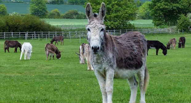 Island Farm Donkey Sanctuary, Wallingford, Southern Oxfordshire